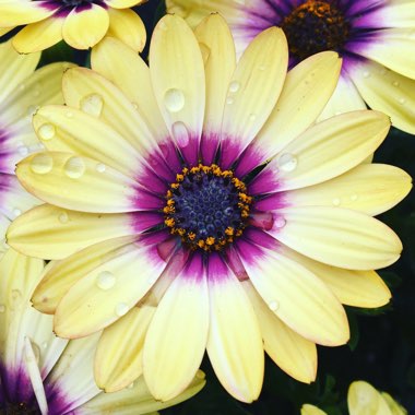 Osteospermum ecklonis 'Blue Eyed Beauty'