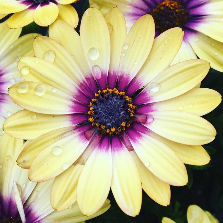 Plant image Osteospermum ecklonis 'Blue Eyed Beauty'