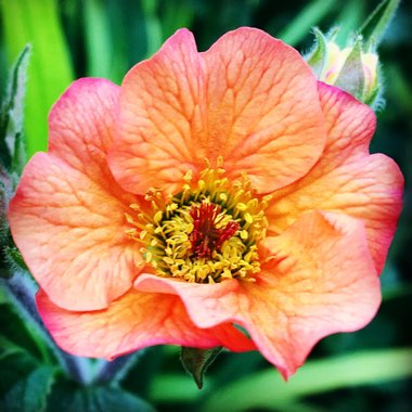 Geum 'Totally Tangerine'
