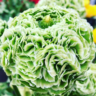 Ranunculus asiaticus
