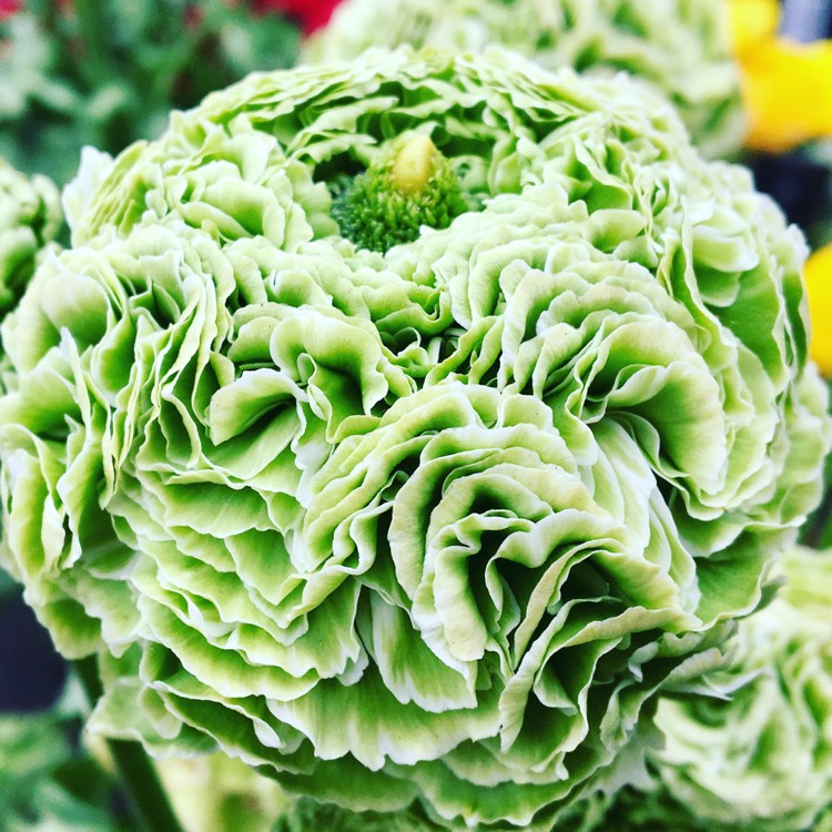 Plant image Ranunculus asiaticus