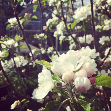 Malus domestica 'Discovery'
