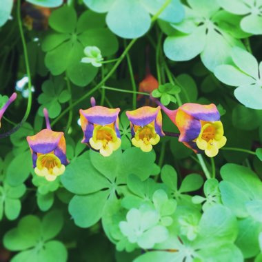 Tropaeolum tricolorum