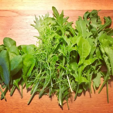 Lactuca sativa