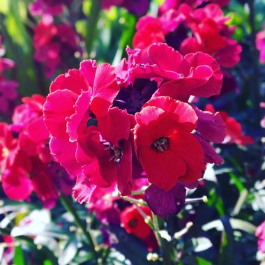 Erysimum 'Red Jep'