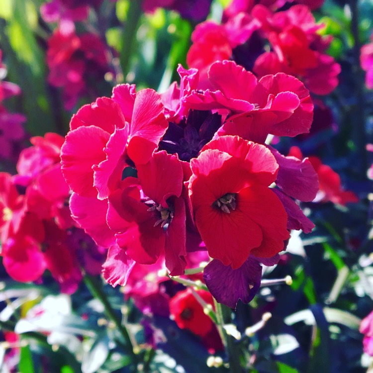 plant image 384048