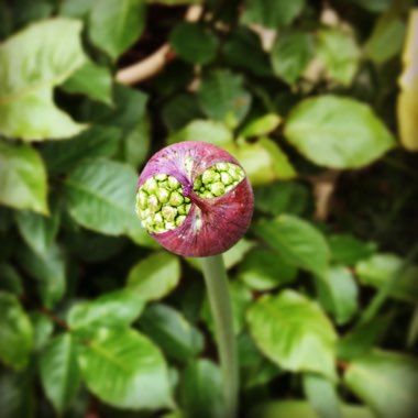 Allium hollandicum 'Purple Sensation' syn. Allium 'Purple Sensation', Allium aflatunense 'Purple Sensation'