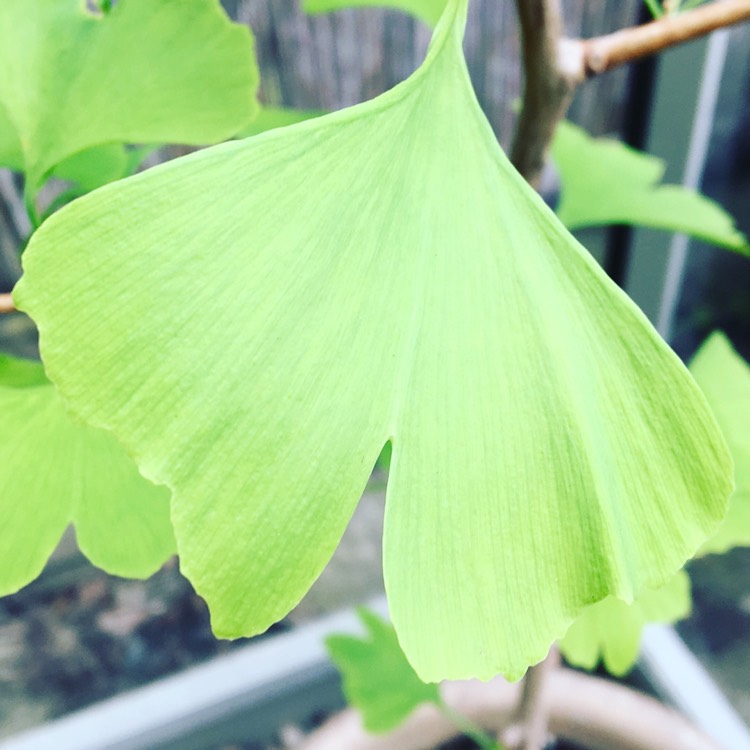 Plant image Ginkgo biloba
