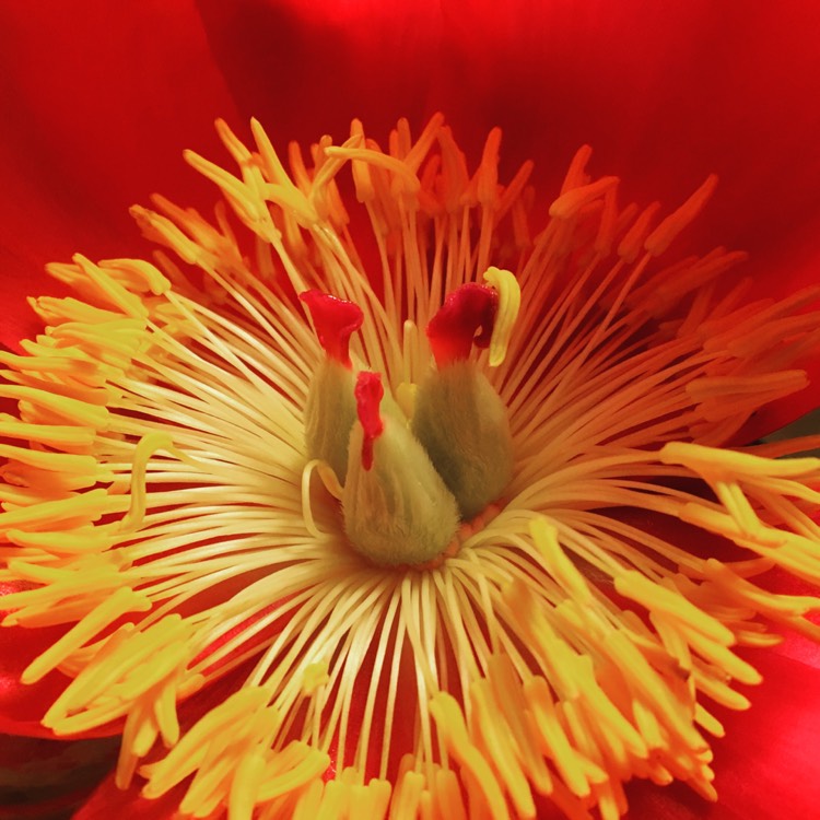 Plant image Paeonia