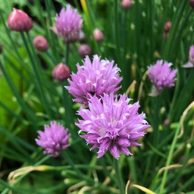 Allium schoenoprasum