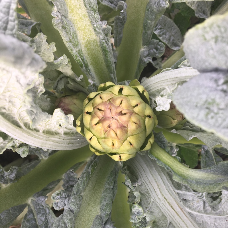 Plant image Cynara Scolymus