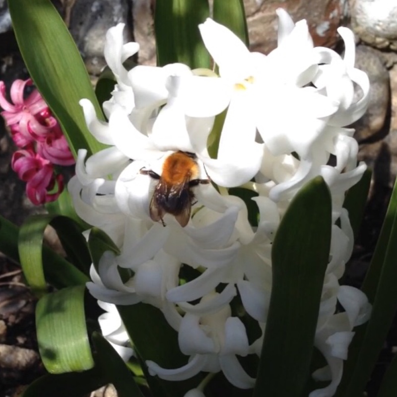 plant image 42849
