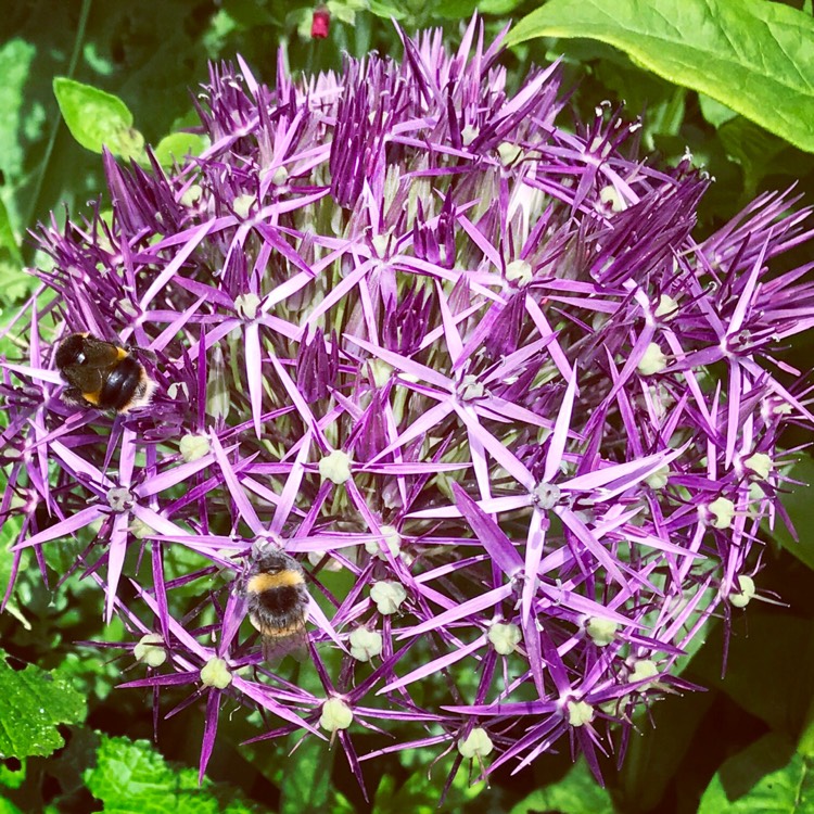 Plant image Allium cristophii