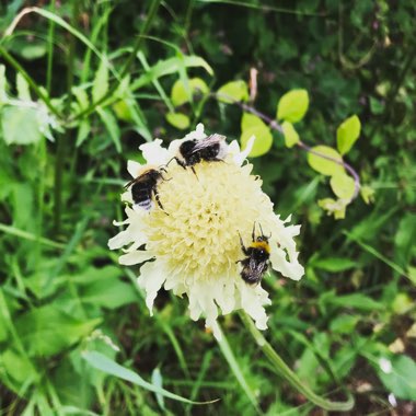 Cephalaria gigantea syn. Cephalaria caucasica ; Cephalaria tatarica