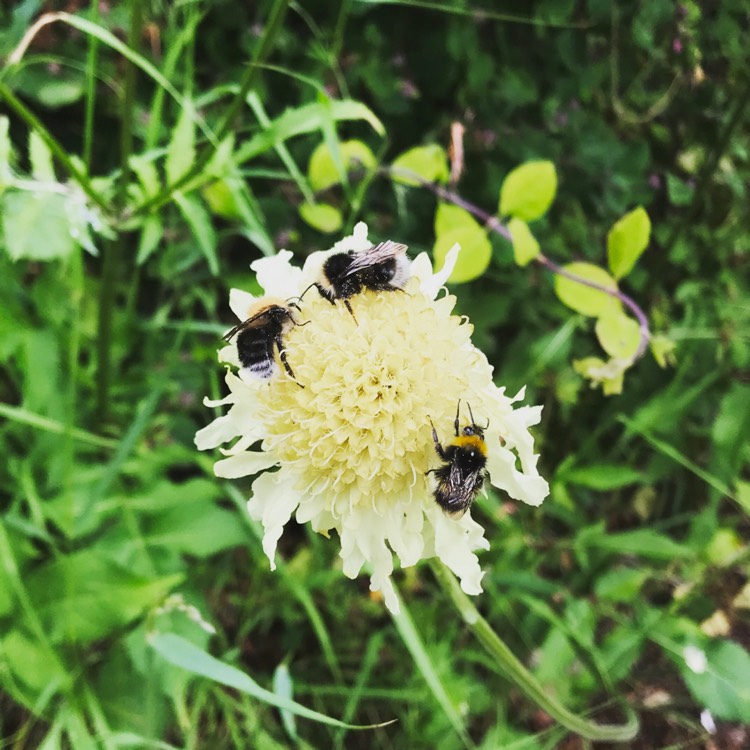 Plant image Cephalaria gigantea syn. Cephalaria caucasica ; Cephalaria tatarica