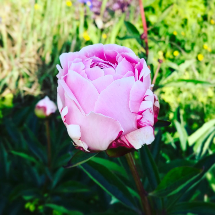 Plant image Paeonia lactiflora 'Sarah Bernhardt'