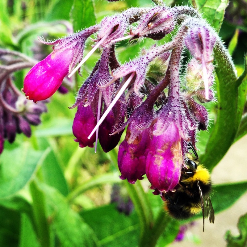 Plant image Symphytum officinale