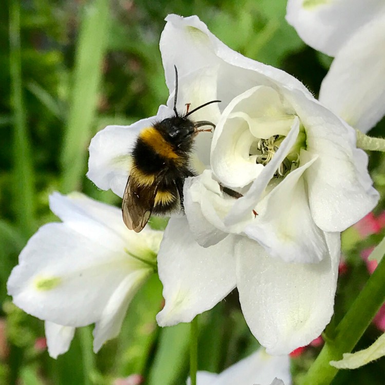 Plant image Delphinium