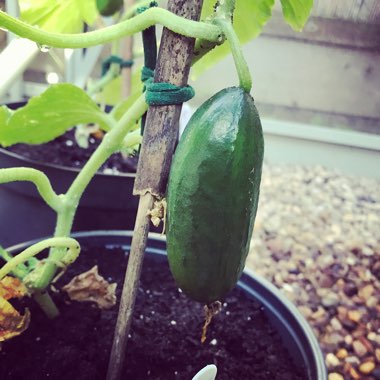 Cucumis Sativus 'Mini Stars'