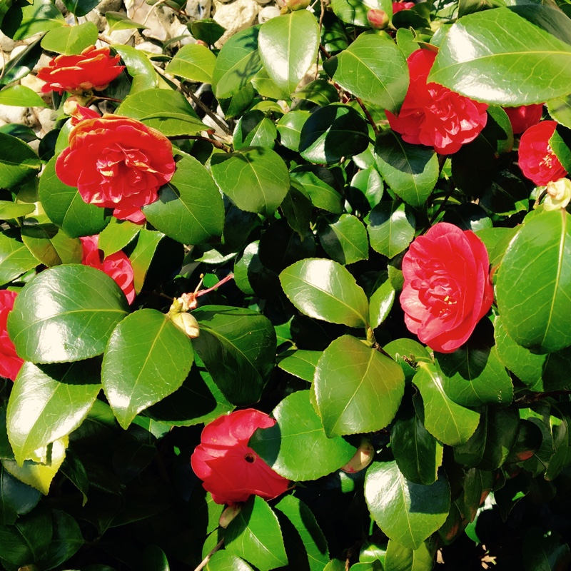 Camellia