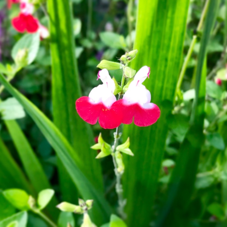 plant image 448366