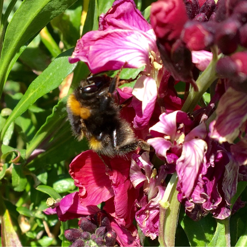 Plant image Erysimum