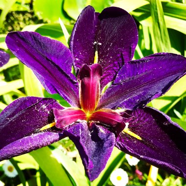 Iris 'Black Gamecock'