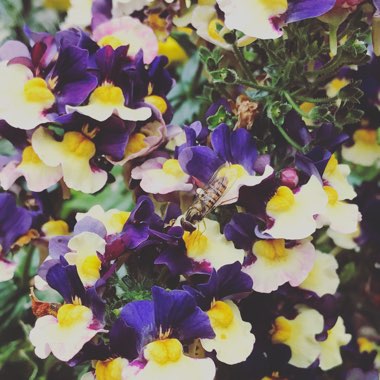 Nemesia aroma 'Rhubarb And Custard'