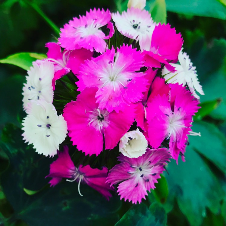 Plant image Dianthus barbatus