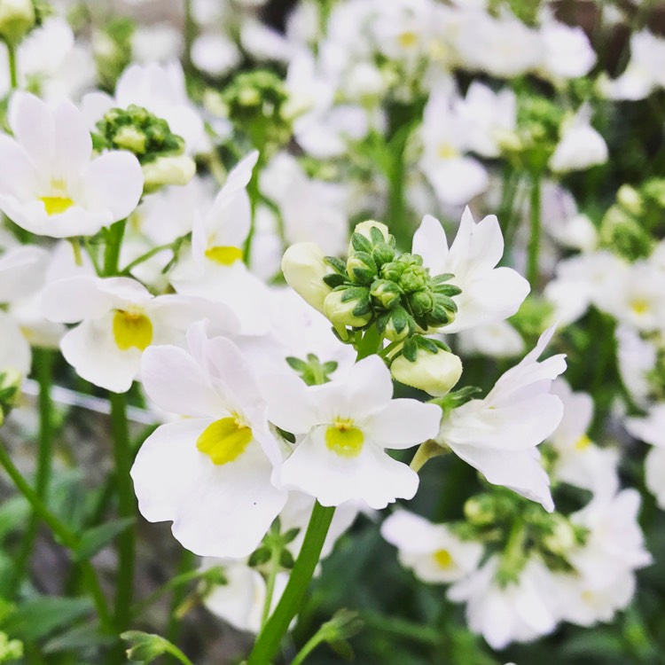 Plant image Nemesia 'Wisley Vanilla'