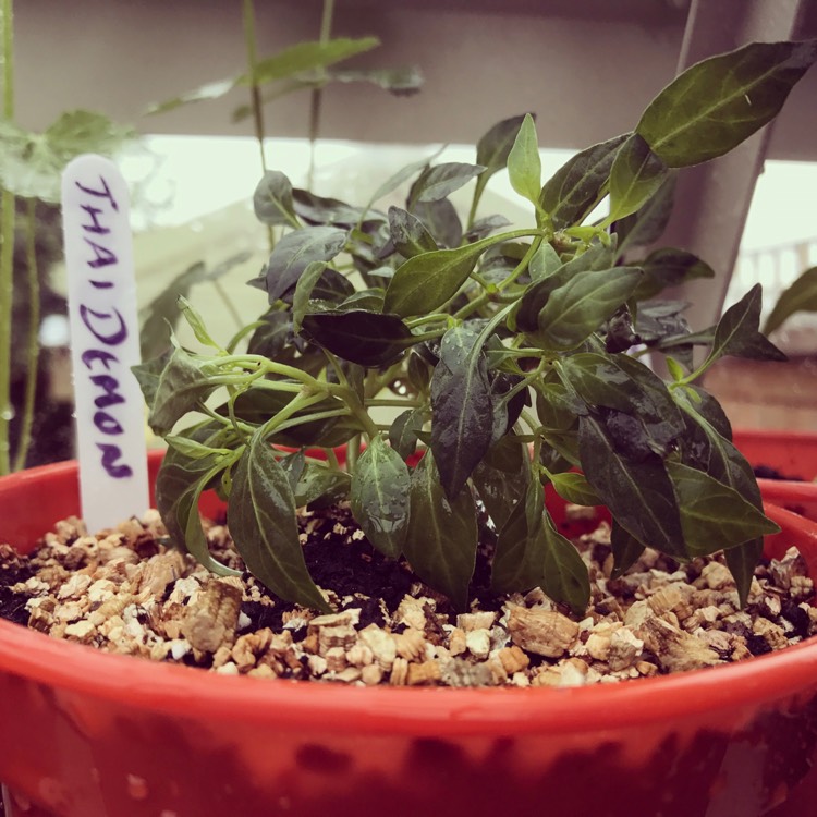 plant image 468226