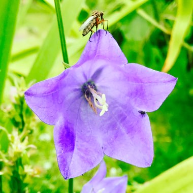 Campanula