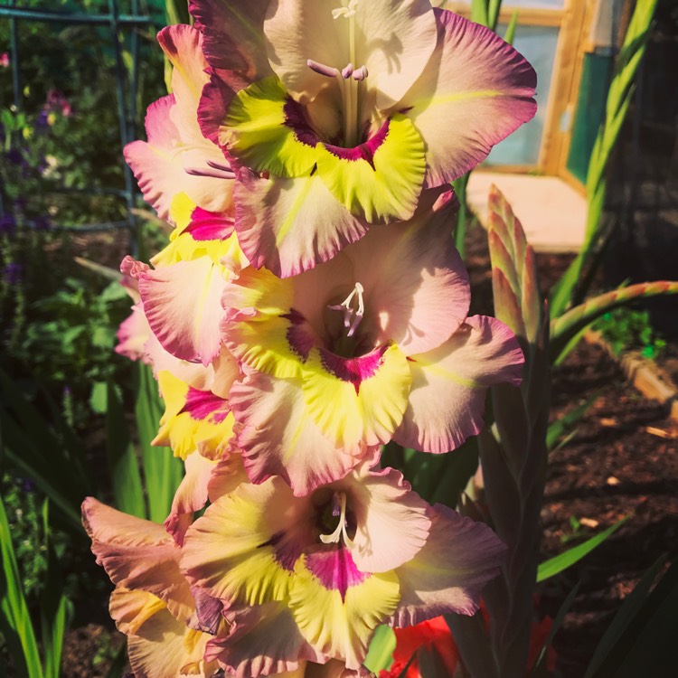 plant image 476282