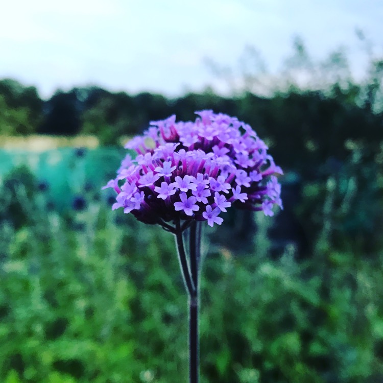 Plant image Verbena bonariensis