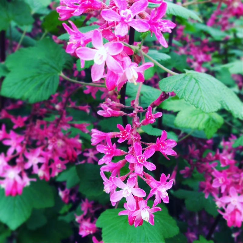 Plant image Ribes sanguineum