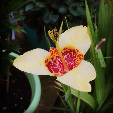 Tigridia pavonia