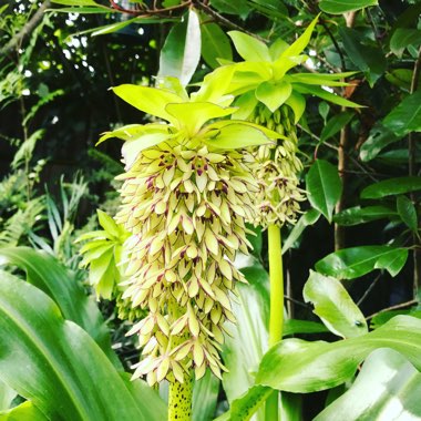 Eucomis bicolor