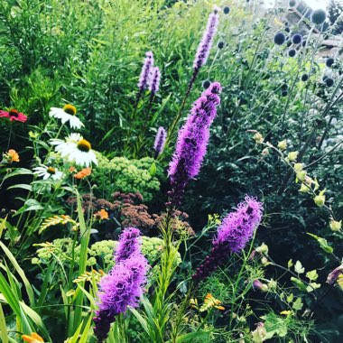 Liatris spicata
