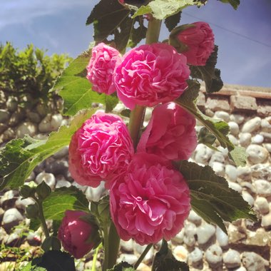 Alcea rosea 'Chater's Double Group Pink'