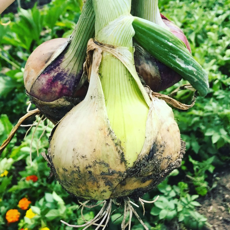 Plant image Allium cepa (Cepa Group)