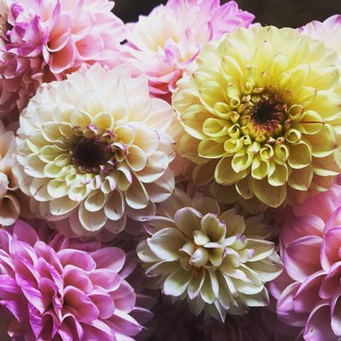 Dahlia 'Wine-eyed Jill'