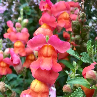 Antirrhinum