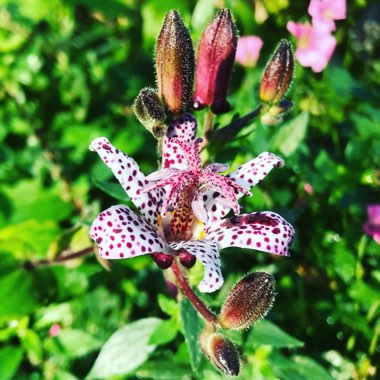 Tricyrtis formosana