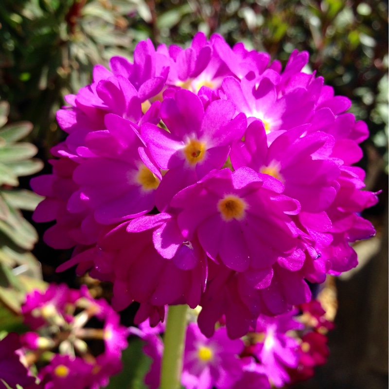 Plant image Primula