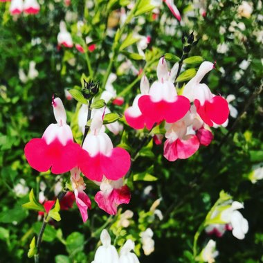 Salvia 'Hot Lips' syn. Salvia x jamensis 'Hot Lips', Salvia microphylla 'Hot Lips'