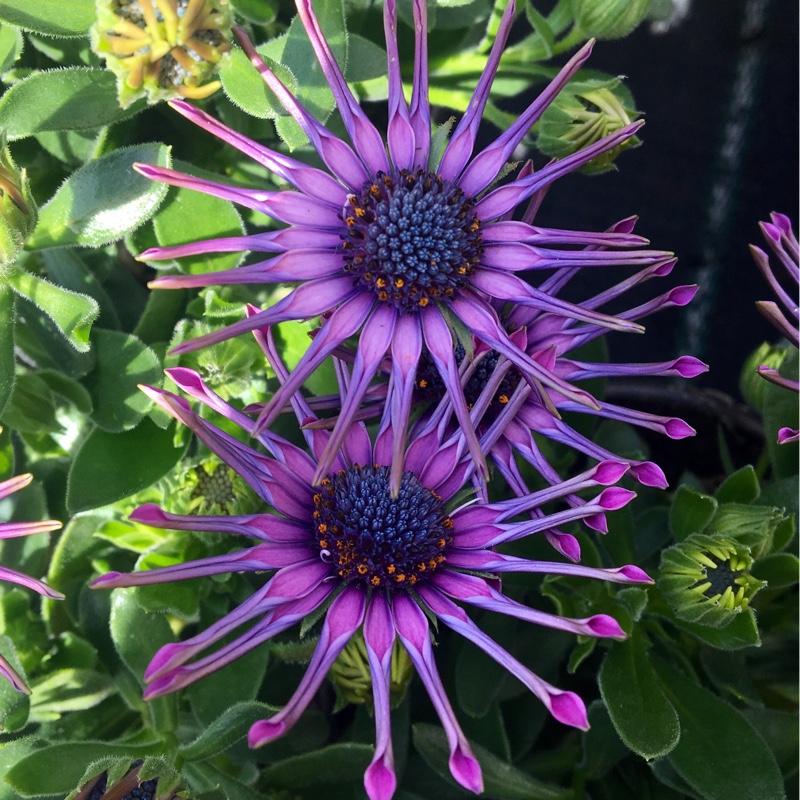 Plant image Osteospermum 'Whirligig'