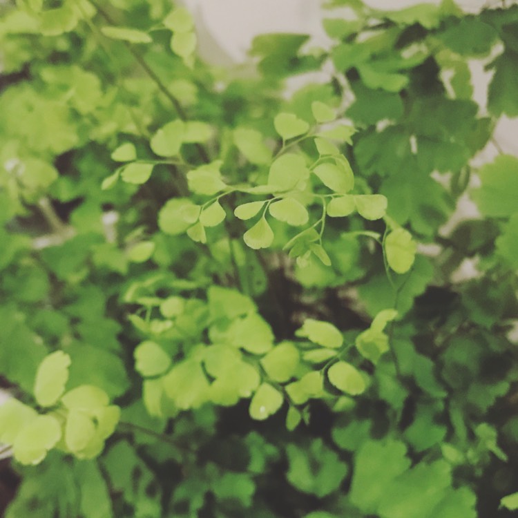 Plant image Adiantum Raddianum 'micropinnulum'