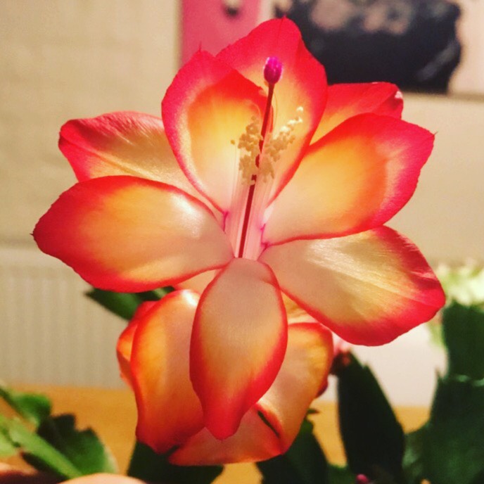 Plant image Schlumbergera x buckleyi