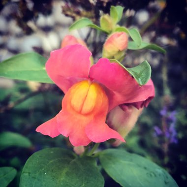 Antirrhinum