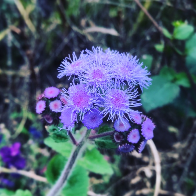 Plant image Ageratum houstonianum 'Hawaii Blue'